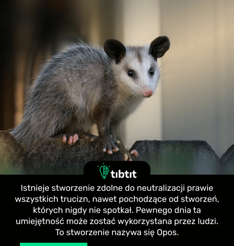 Istnieje stworzenie zdolne do neutralizacji prawie wszystkich trucizn, nawet pochodzące od stworzeń, których nigdy nie spotkał. Pewnego dnia ta umiejętność może zostać wykorzystana przez ludzi. To stworzenie nazywa się Opos.