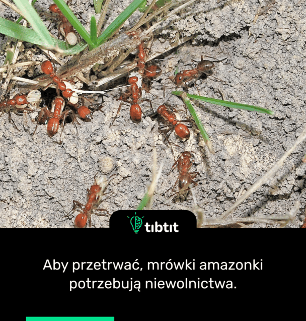 Aby przetrwać, mrówki amazonki potrzebują niewolnictwa.