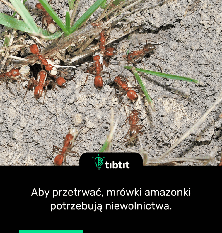 Aby przetrwać, mrówki amazonki potrzebują niewolnictwa.