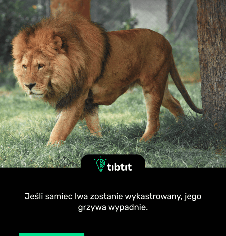 Jeśli samiec lwa zostanie wykastrowany, jego grzywa wypadnie.