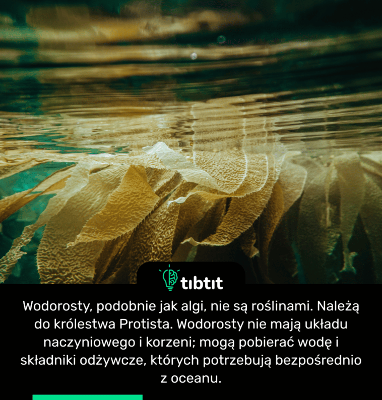 Wodorosty, podobnie jak algi, nie są roślinami. Należą do królestwa Protista. Wodorosty nie mają układu naczyniowego i korzeni; mogą pobierać wodę i składniki odżywcze, których potrzebują bezpośrednio z oceanu.