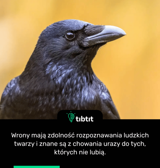 Wrony mają zdolność rozpoznawania ludzkich twarzy i znane są z chowania urazy do tych, których nie lubią.