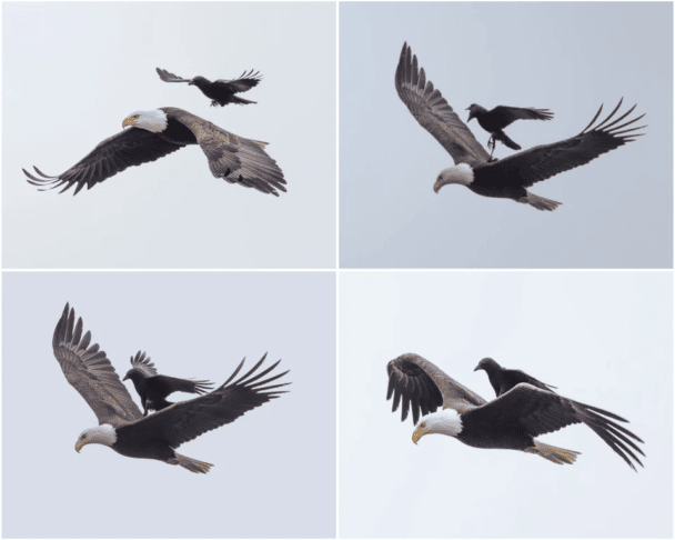 Wrona ląduje na orle