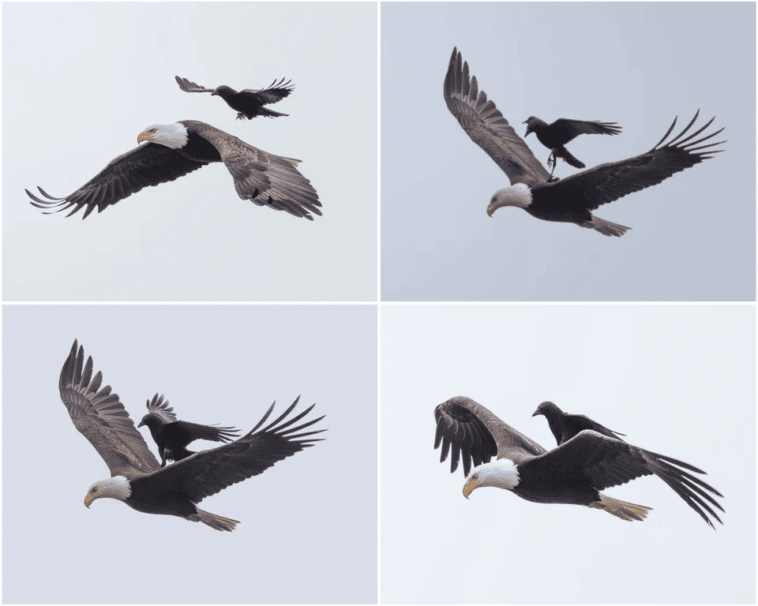 Wrona ląduje na orle