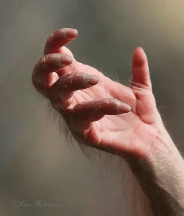 Zbliżenie na rękę orangutana