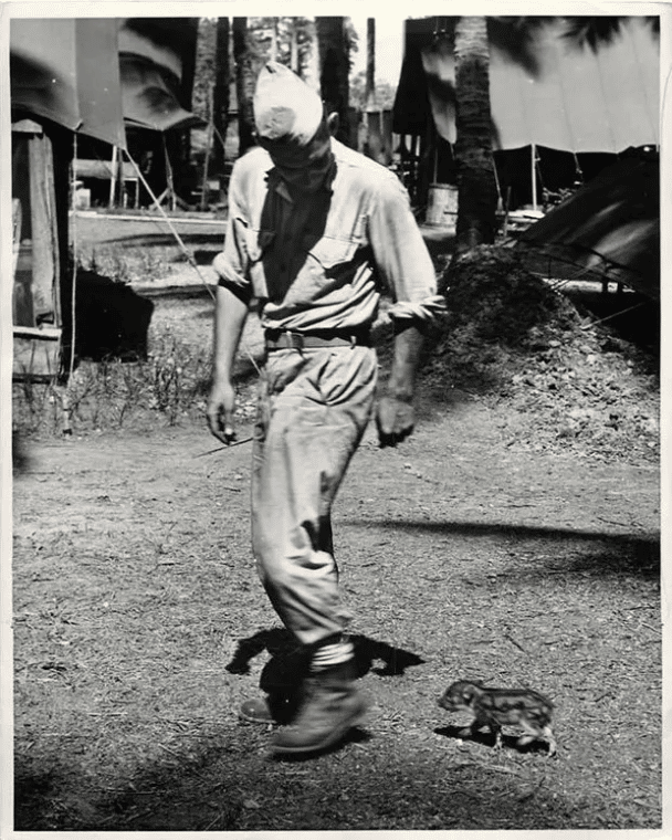 Amerykański marine ścigany przez małego dzika gdzieś na południowym Pacyfiku (1943).