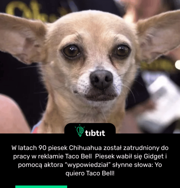 W latach 90 piesek Chihuahua został zatrudniony do pracy w reklamie Taco Bell  Piesek wabił się Gidget i pomocą aktora “wypowiedział” słynne słowa: Yo quiero Taco Bell!