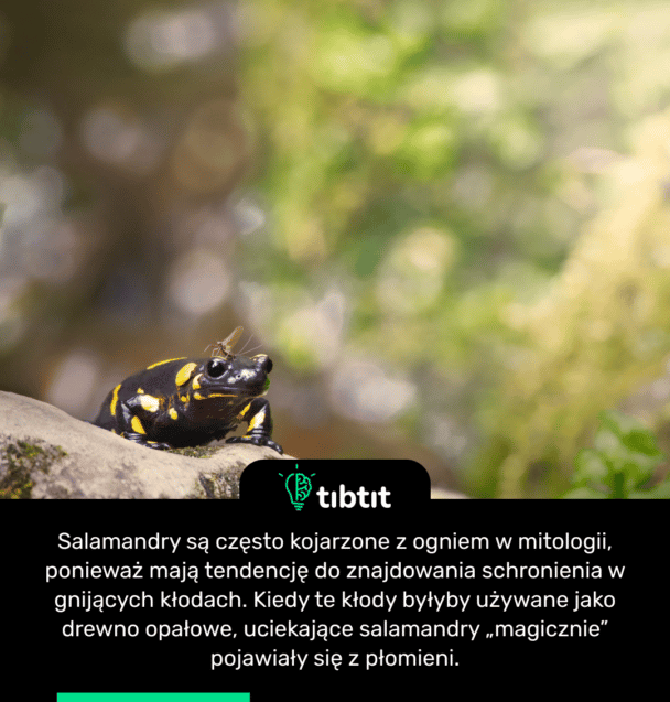 Salamandry są często kojarzone z ogniem w mitologii, ponieważ mają tendencję do znajdowania schronienia w gnijących kłodach. Kiedy te kłody byłyby używane jako drewno opałowe, uciekające salamandry „magicznie” pojawiały się z płomieni.