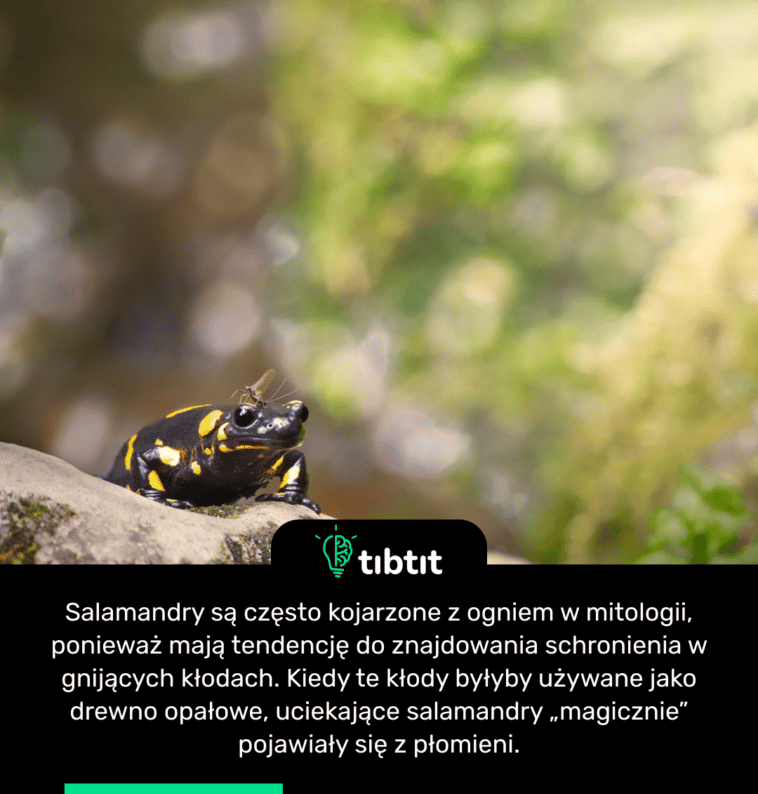 Salamandry są często kojarzone z ogniem w mitologii, ponieważ mają tendencję do znajdowania schronienia w gnijących kłodach. Kiedy te kłody byłyby używane jako drewno opałowe, uciekające salamandry „magicznie” pojawiały się z płomieni.