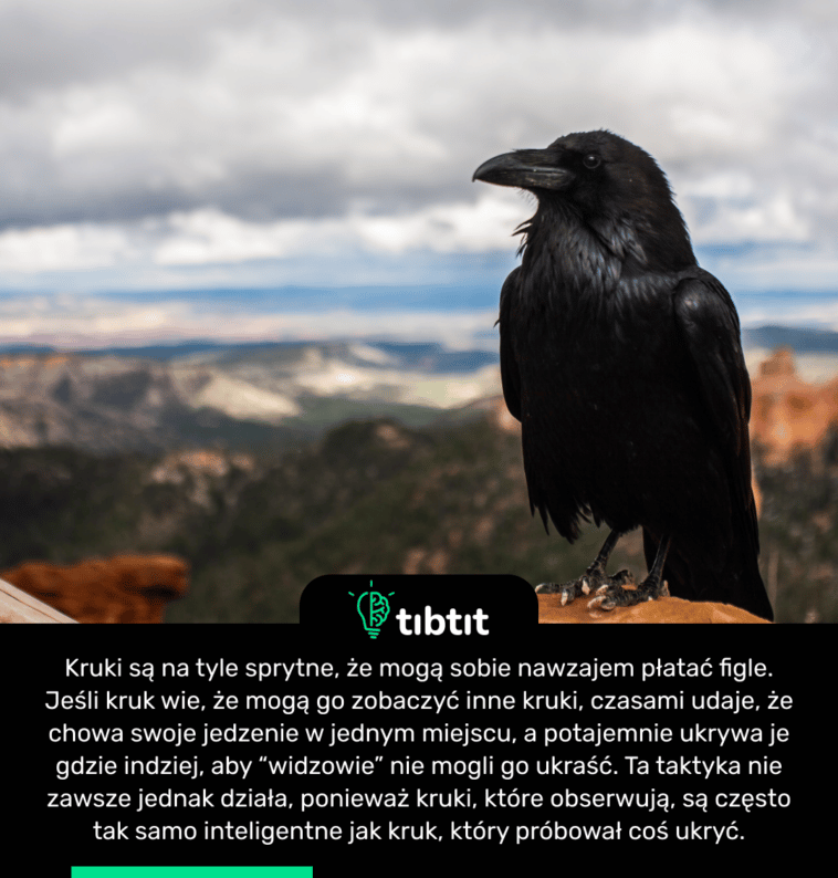 Kruki są na tyle sprytne, że mogą sobie nawzajem płatać figle. Jeśli kruk wie, że mogą go zobaczyć inne kruki, czasami udaje, że chowa swoje jedzenie w jednym miejscu, a potajemnie ukrywa je gdzie indziej, aby “widzowie” nie mogli go ukraść. Ta taktyka nie zawsze jednak działa, ponieważ kruki, które obserwują, są często tak samo inteligentne jak kruk, który próbował coś ukryć.