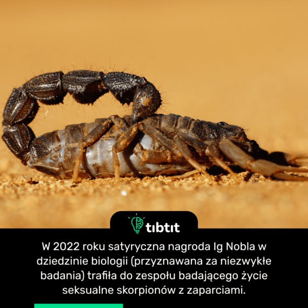 W 2022 roku satyryczna nagroda Ig Nobla w dziedzinie biologii (przyznawana za niezwykłe badania) trafiła do zespołu badającego życie seksualne skorpionów z zaparciami.