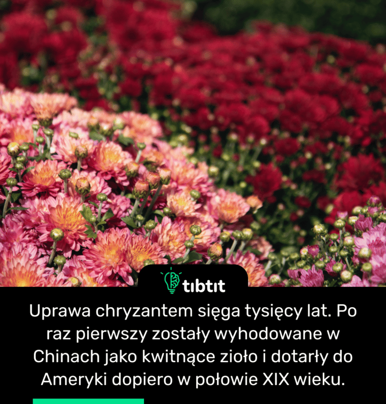 Uprawa chryzantem sięga tysięcy lat. Po raz pierwszy zostały wyhodowane w Chinach jako kwitnące zioło i dotarły do Ameryki dopiero w połowie XIX wieku.