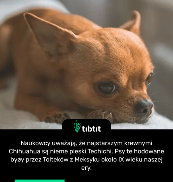 Naukowcy uważają, że najstarszym krewnymi Chihuahua są nieme pieski Techichi. Psy te hodowane byøy przez Tolteków z Meksyku około IX wieku naszej ery.