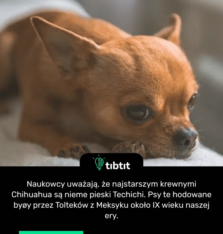 Naukowcy uważają, że najstarszym krewnymi Chihuahua są nieme pieski Techichi. Psy te hodowane byøy przez Tolteków z Meksyku około IX wieku naszej ery.