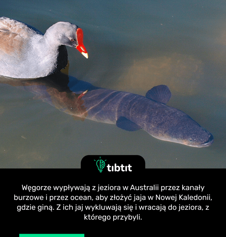 Węgorze wypływają z jeziora w Australii przez kanały burzowe i przez ocean, aby złożyć jaja w Nowej Kaledonii, gdzie giną. Z ich jaj wykluwają się i wracają do jeziora, z którego przybyli.