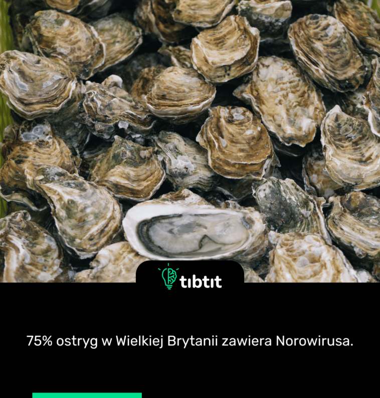 75% ostryg w Wielkiej Brytanii zawiera Norowirusa.