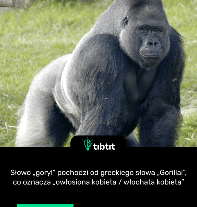Słowo „goryl” pochodzi od greckiego słowa „Gorillai”, co oznacza „owłosiona kobieta / włochata kobieta”