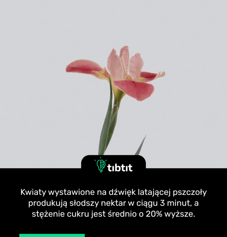 Kwiaty wystawione na dźwięk latającej pszczoły produkują słodszy nektar w ciągu 3 minut, a stężenie cukru jest średnio o 20% wyższe.