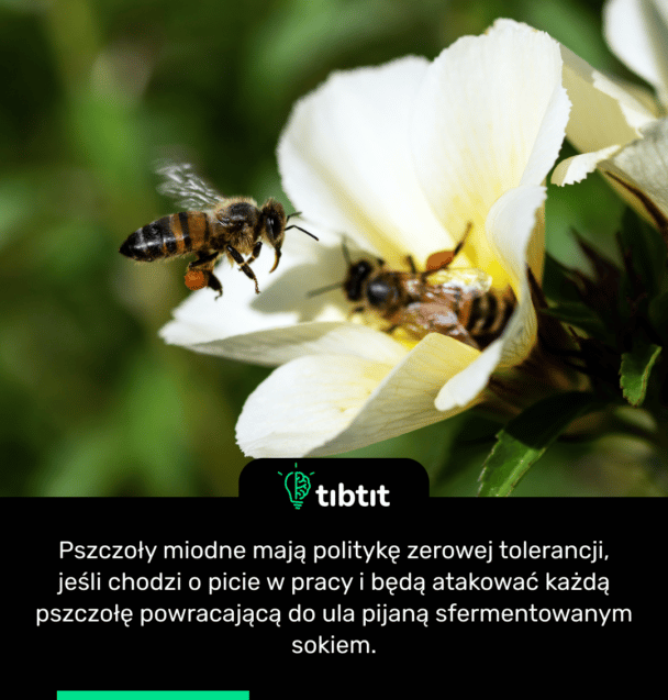 Pszczoły miodne mają politykę zerowej tolerancji, jeśli chodzi o picie w pracy i będą atakować każdą pszczołę powracającą do ula pijaną sfermentowanym sokiem.