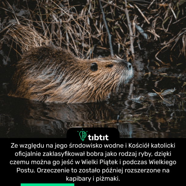 Ze względu na jego środowisko wodne i Kościół katolicki oficjalnie zaklasyfikował bobra jako rodzaj ryby, dzięki czemu można go jeść w Wielki Piątek i podczas Wielkiego Postu. Orzeczenie to zostało później rozszerzone na kapibary i piżmaki.