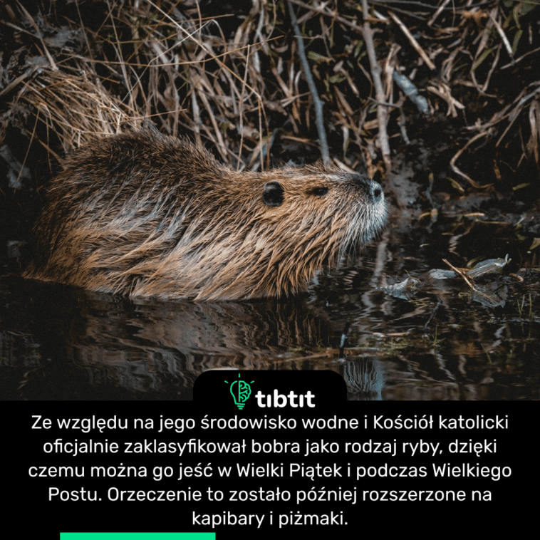 Ze względu na jego środowisko wodne i Kościół katolicki oficjalnie zaklasyfikował bobra jako rodzaj ryby, dzięki czemu można go jeść w Wielki Piątek i podczas Wielkiego Postu. Orzeczenie to zostało później rozszerzone na kapibary i piżmaki.