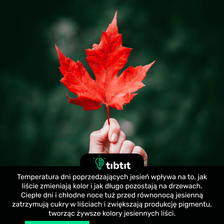 Temperatura dni poprzedzających jesień wpływa na to, jak liście zmieniają kolor i jak długo pozostają na drzewach. Ciepłe dni i chłodne noce tuż przed równonocą jesienną zatrzymują cukry w liściach i zwiększają produkcję pigmentu, tworząc żywsze kolory jesiennych liści.