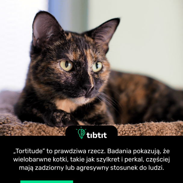 „Tortitude” to prawdziwa rzecz. Badania pokazują, że wielobarwne kotki, takie jak szylkret i perkal, częściej mają zadziorny lub agresywny stosunek do ludzi.
