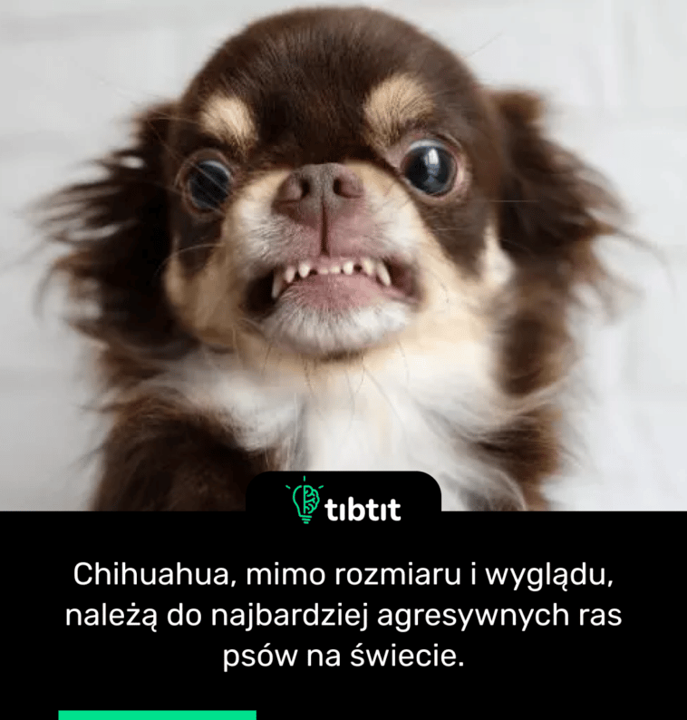Chihuahua, mimo rozmiaru i wyglądu, należą do najbardziej agresywnych ras psów na świecie.