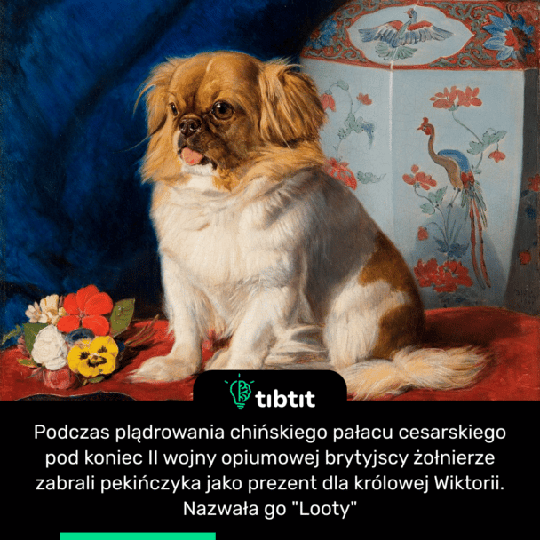 Podczas plądrowania chińskiego pałacu cesarskiego pod koniec II wojny opiumowej brytyjscy żołnierze zabrali pekińczyka jako prezent dla królowej Wiktorii. Nazwała go "Looty"