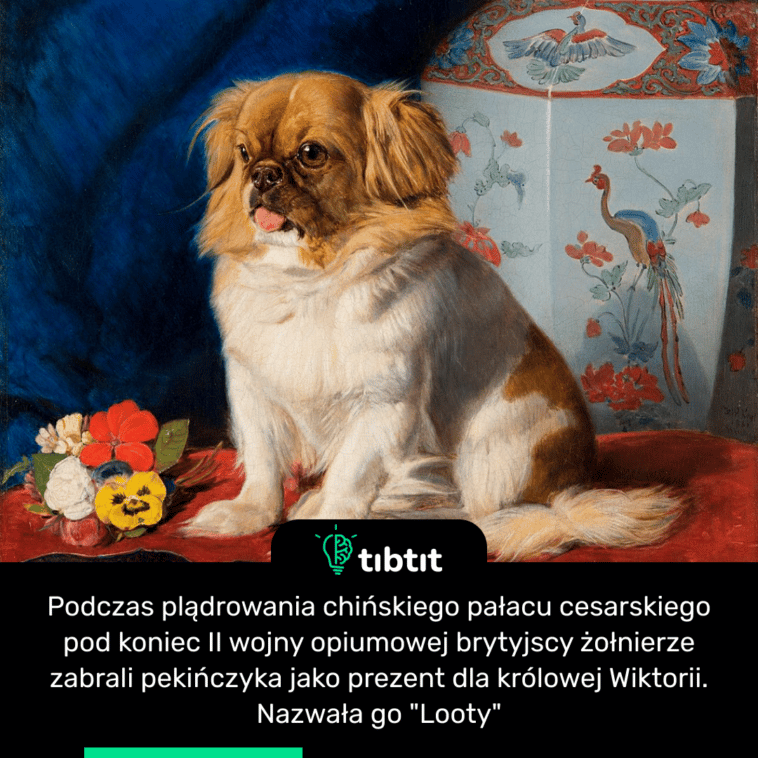 Podczas plądrowania chińskiego pałacu cesarskiego pod koniec II wojny opiumowej brytyjscy żołnierze zabrali pekińczyka jako prezent dla królowej Wiktorii. Nazwała go "Looty"