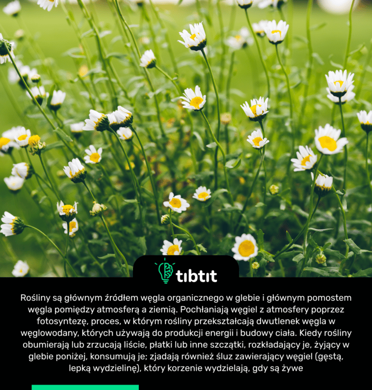 Rośliny są głównym źródłem węgla organicznego w glebie i głównym pomostem węgla pomiędzy atmosferą a ziemią. Pochłaniają węgiel z atmosfery poprzez fotosyntezę, proces, w którym rośliny przekształcają dwutlenek węgla w węglowodany, których używają do produkcji energii i budowy ciała. Kiedy rośliny obumierają lub zrzucają liście, płatki lub inne szczątki, rozkładający je, żyjący w glebie poniżej, konsumują je; zjadają również śluz zawierający węgiel (gęstą, lepką wydzielinę), który korzenie wydzielają, gdy są żywe