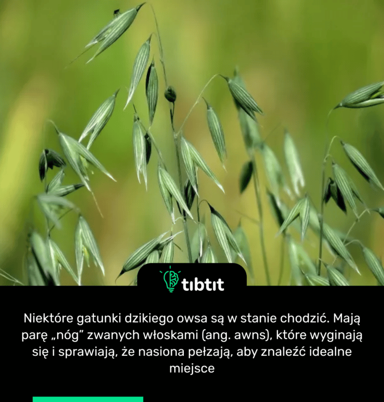 Niektóre gatunki dzikiego owsa są w stanie chodzić. Mają parę „nóg” zwanych włoskami (ang. awns), które wyginają się i sprawiają, że nasiona pełzają, aby znaleźć idealne miejsce