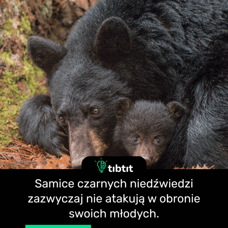 Samice czarnych niedźwiedzi zazwyczaj nie atakują w obronie swoich młodych.