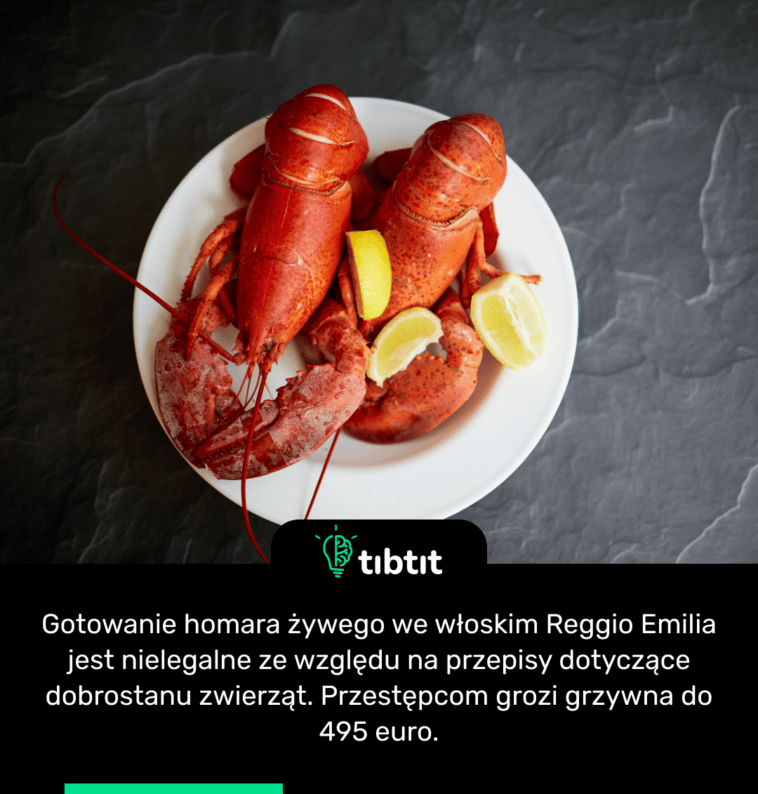 Gotowanie homara żywego we włoskim Reggio Emilia jest nielegalne ze względu na przepisy dotyczące dobrostanu zwierząt. Przestępcom grozi grzywna do 495 euro.