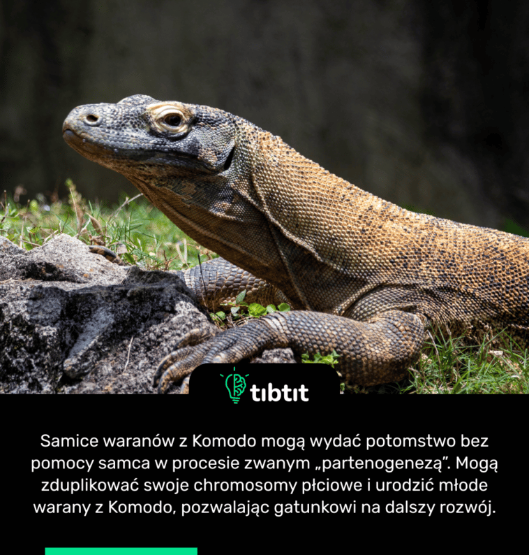 Samice waranów z Komodo mogą wydać potomstwo bez pomocy samca w procesie zwanym „partenogenezą”. Mogą zduplikować swoje chromosomy płciowe i urodzić młode warany z Komodo, pozwalając gatunkowi na dalszy rozwój.