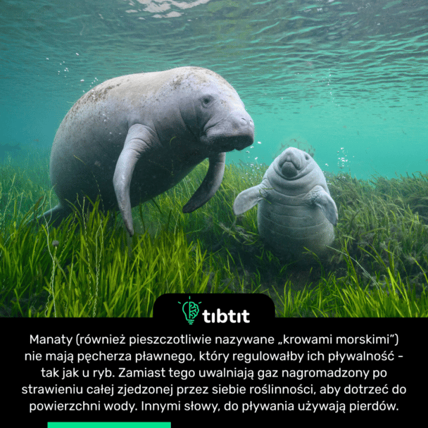Manaty (również pieszczotliwie nazywane „krowami morskimi”) nie mają pęcherza pławnego, który regulowałby ich pływalność - tak jak u ryb. Zamiast tego uwalniają gaz nagromadzony po strawieniu całej zjedzonej przez siebie roślinności, aby dotrzeć do powierzchni wody. Innymi słowy, do pływania używają pierdów.