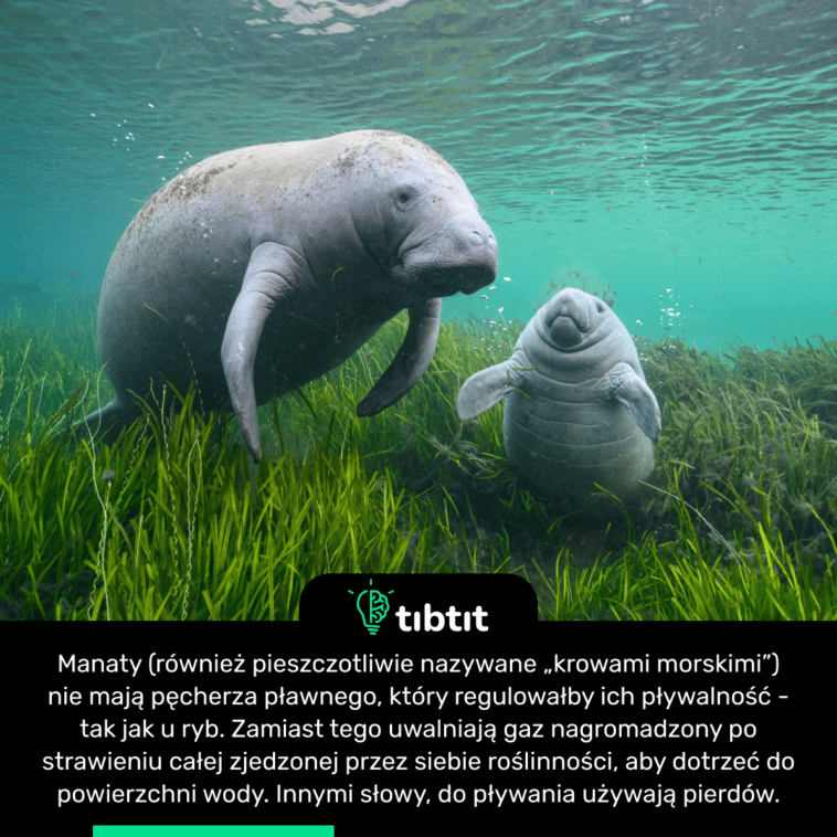 Manaty (również pieszczotliwie nazywane „krowami morskimi”) nie mają pęcherza pławnego, który regulowałby ich pływalność - tak jak u ryb. Zamiast tego uwalniają gaz nagromadzony po strawieniu całej zjedzonej przez siebie roślinności, aby dotrzeć do powierzchni wody. Innymi słowy, do pływania używają pierdów.