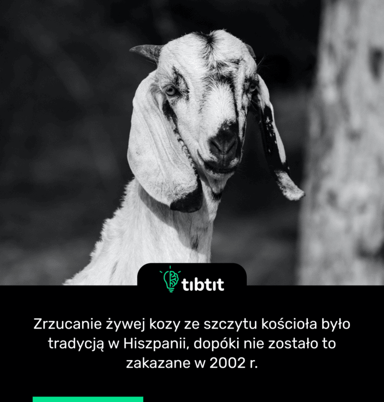 Zrzucanie żywej kozy ze szczytu kościoła było tradycją w Hiszpanii, dopóki nie zostało to zakazane w 2002 r.