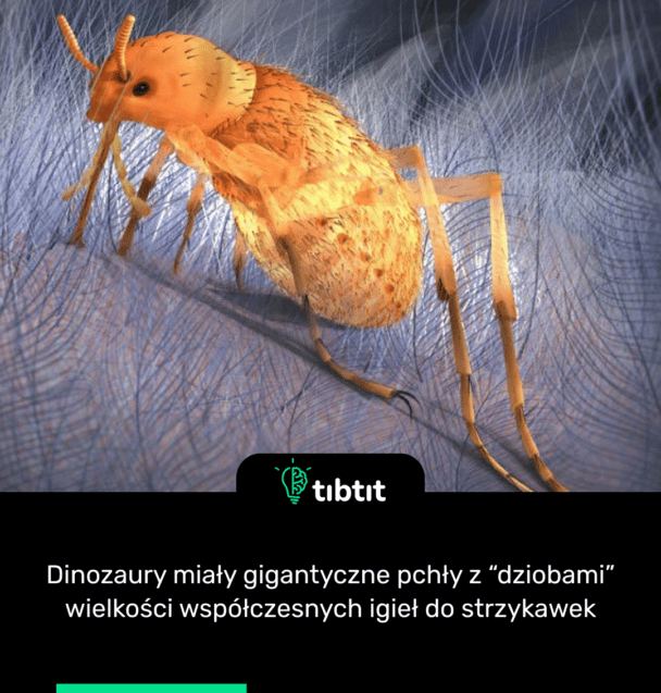 Dinozaury miały gigantyczne pchły z “dziobami” wielkości współczesnych igieł do strzykawek