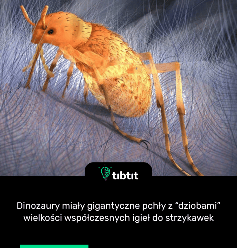 Dinozaury miały gigantyczne pchły z “dziobami” wielkości współczesnych igieł do strzykawek