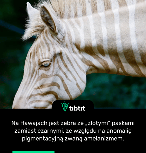 Na Hawajach jest zebra ze „złotymi” paskami zamiast czarnymi, ze względu na anomalię pigmentacyjną zwaną amelanizmem.