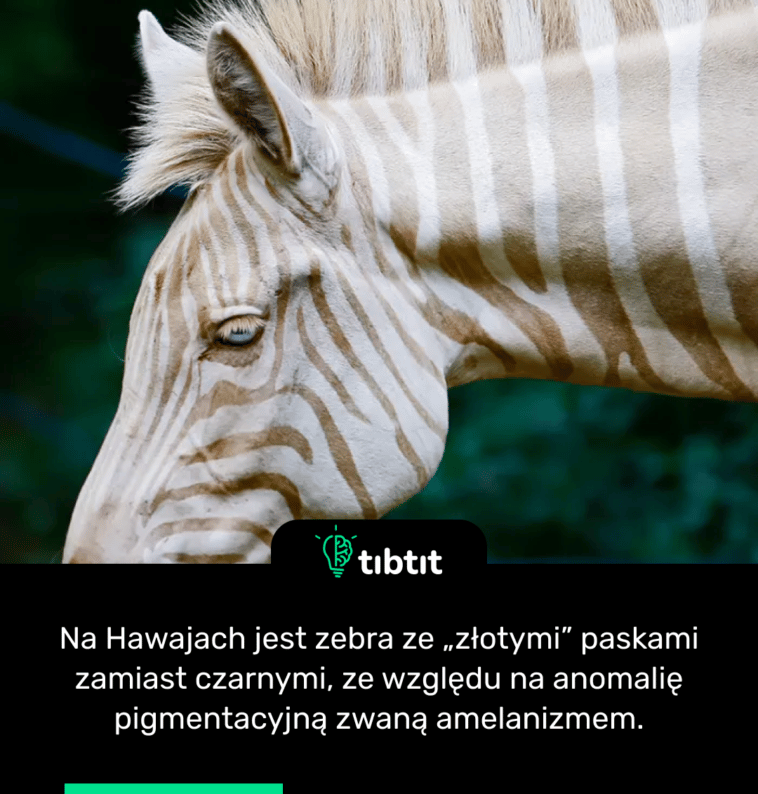 Na Hawajach jest zebra ze „złotymi” paskami zamiast czarnymi, ze względu na anomalię pigmentacyjną zwaną amelanizmem.