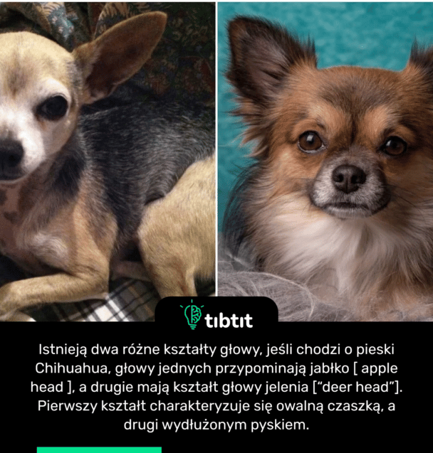 Istnieją dwa różne kształty głowy, jeśli chodzi o pieski Chihuahua, głowy jednych przypominają jabłko [ apple head ], a drugie mają kształt głowy jelenia [“deer head”]. Pierwszy kształt charakteryzuje się owalną czaszką, a drugi wydłużonym pyskiem.
