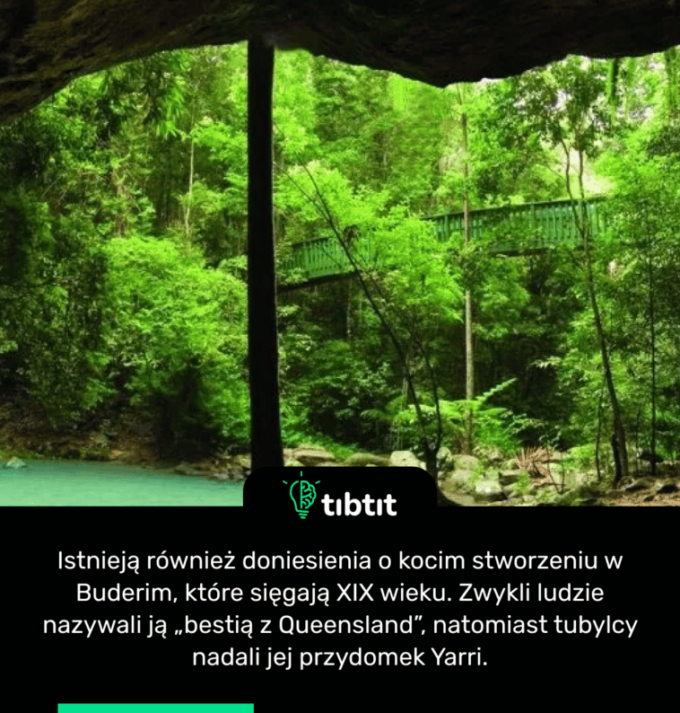 Istnieją również doniesienia o kocim stworzeniu w Buderim, które sięgają XIX wieku. Zwykli ludzie nazywali ją „bestią z Queensland”, natomiast tubylcy nadali jej przydomek Yarri.