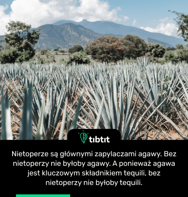 Nietoperze są głównymi zapylaczami agawy. Bez nietoperzy nie byłoby agawy. A ponieważ agawa jest kluczowym składnikiem tequili, bez nietoperzy nie byłoby tequili.