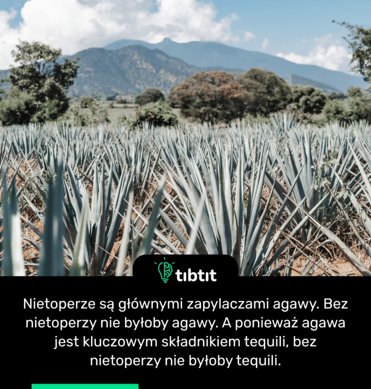 Nietoperze są głównymi zapylaczami agawy. Bez nietoperzy nie byłoby agawy. A ponieważ agawa jest kluczowym składnikiem tequili, bez nietoperzy nie byłoby tequili.