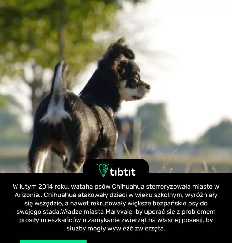 W lutym 2014 roku, wataha psów Chihuahua sterroryzowała miasto w Arizonie.. Chihuahua atakowały dzieci w wieku szkolnym, wyróżniały się wszędzie, a nawet rekrutowały większe bezpańskie psy do swojego stada.Władze miasta Maryvale, by uporać się z problemem prosiły mieszkańców o zamykanie zwierząt na własnej posesji, by służby mogły wywieźć zwierzęta.