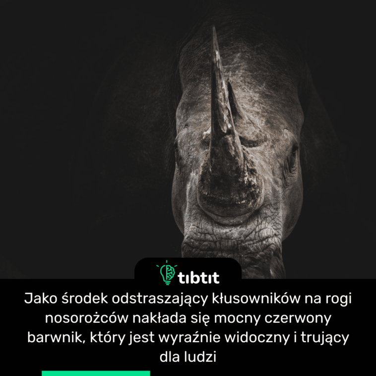 Jako środek odstraszający kłusowników na rogi nosorożców nakłada się mocny czerwony barwnik, który jest wyraźnie widoczny i trujący dla ludzi