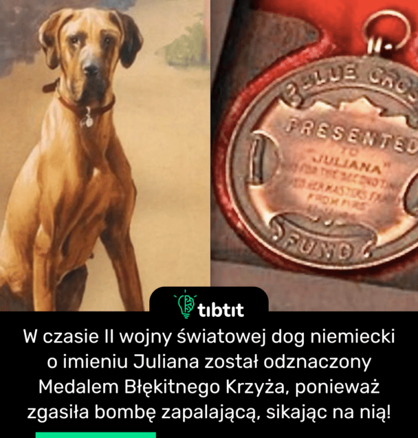 W czasie II wojny światowej dog niemiecki o imieniu Juliana został odznaczony Medalem Błękitnego Krzyża, ponieważ zgasiła bombę zapalającą, sikając na nią!