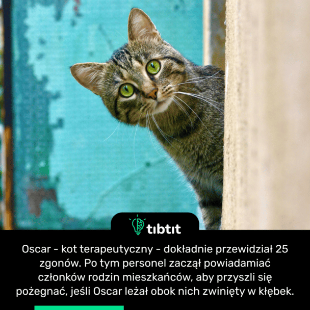 Oscar - kot terapeutyczny - dokładnie przewidział 25 zgonów. Po tym personel zaczął powiadamiać członków rodzin mieszkańców, aby przyszli się pożegnać, jeśli Oscar leżał obok nich zwinięty w kłębek.